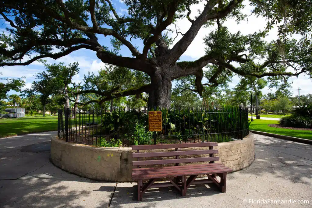 Oak at Oaks by the Bay Park